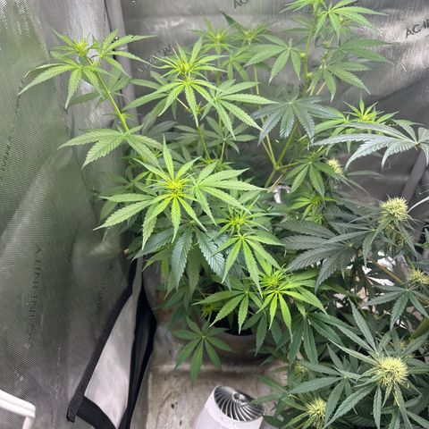 Maui Panama #3 growlog timeline photo