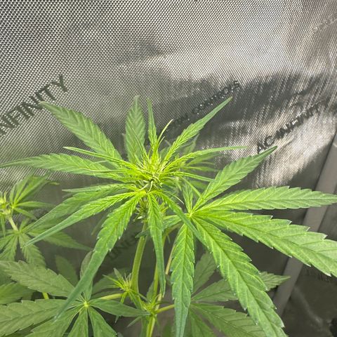 Maui Panama #3 growlog timeline photo