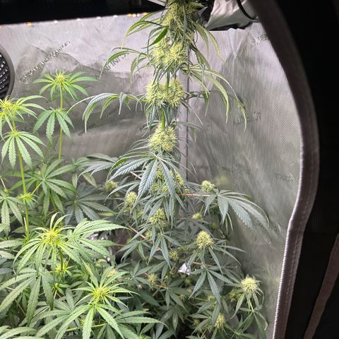 Maui Panama #2 growlog timeline photo