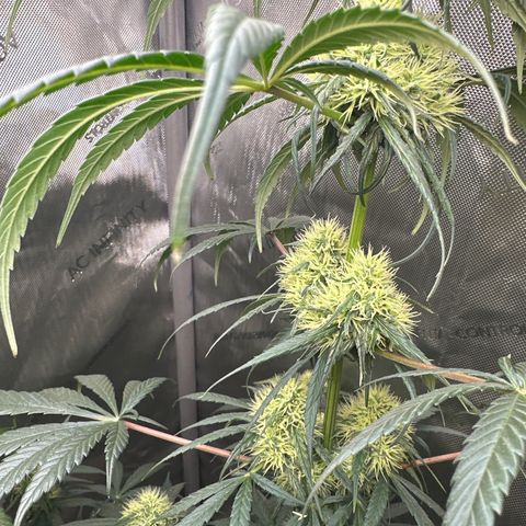 Maui Panama #2 growlog timeline photo