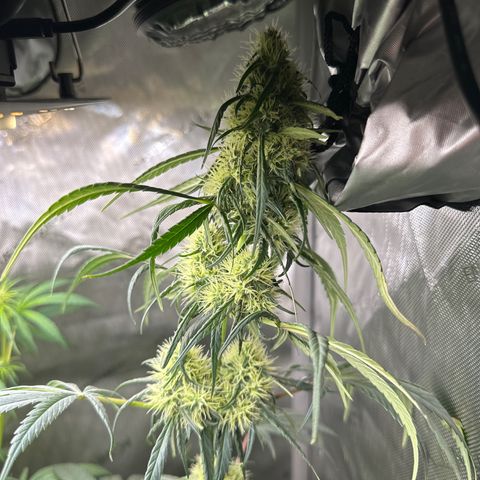 Maui Panama #2 growlog timeline photo