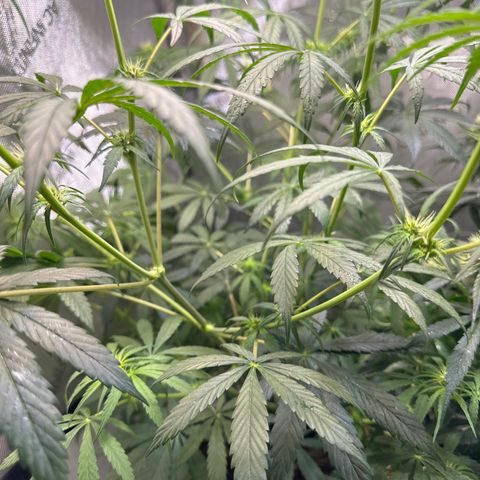 Maui Panama #3 growlog timeline photo