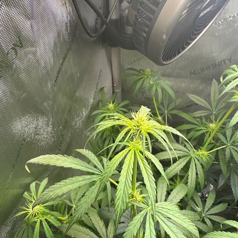 Maui Panama #3 growlog timeline photo