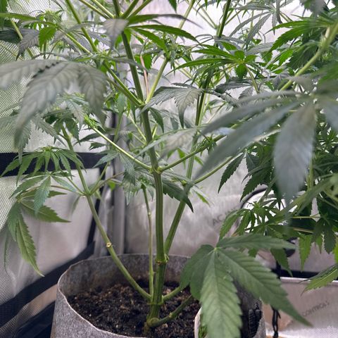 Maui Panama #3 growlog timeline photo