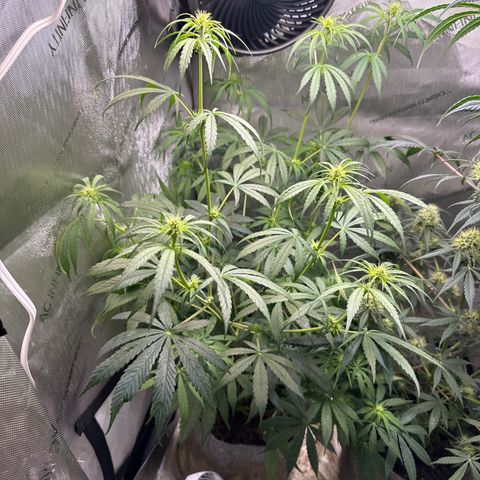 Maui Panama #3 growlog timeline photo