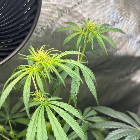 Maui Panama #3 growlog timeline photo