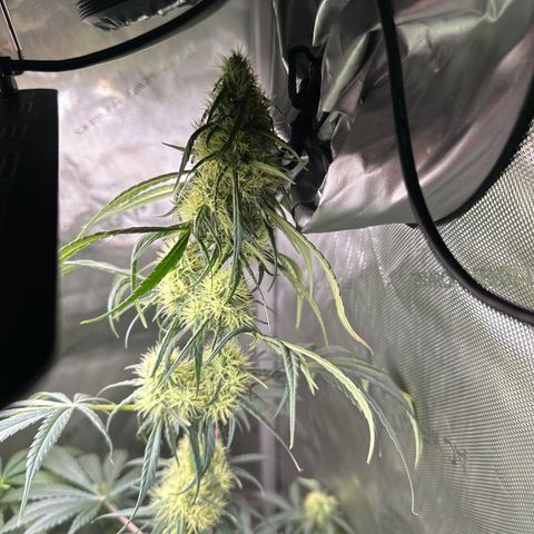Maui Panama #2 growlog timeline photo