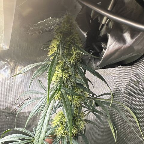 Maui Panama #2 growlog timeline photo
