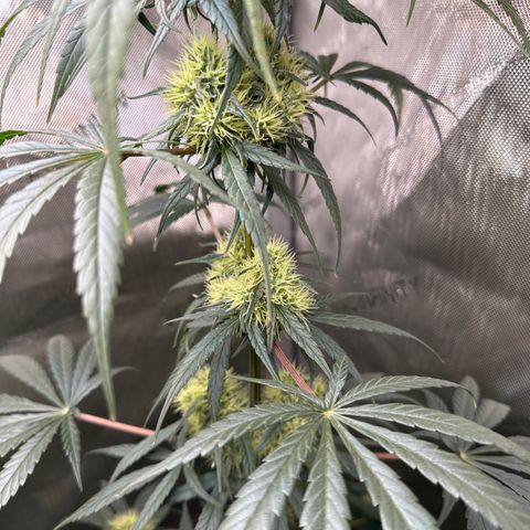 Maui Panama #2 growlog timeline photo