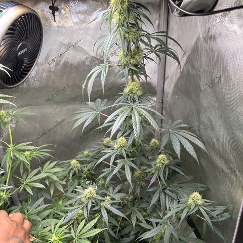 Maui Panama #2 growlog timeline photo