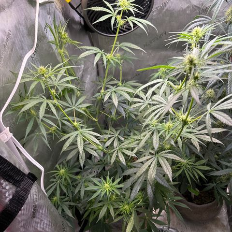 Maui Panama #3 growlog timeline photo