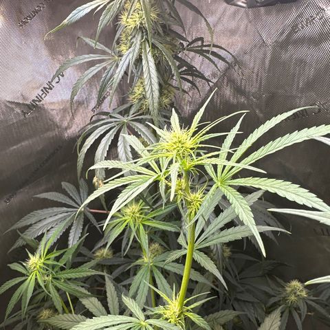 Maui Panama #3 growlog timeline photo