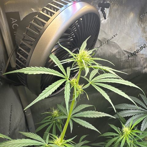Maui Panama #3 growlog timeline photo