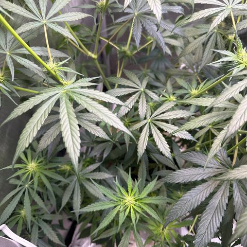 Maui Panama #3 growlog timeline photo