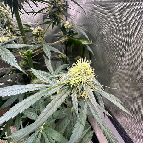 Maui Panama #2 growlog timeline photo