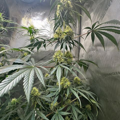 Maui Panama #2 growlog timeline photo