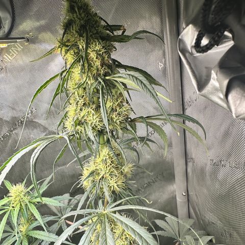 Maui Panama #2 growlog timeline photo