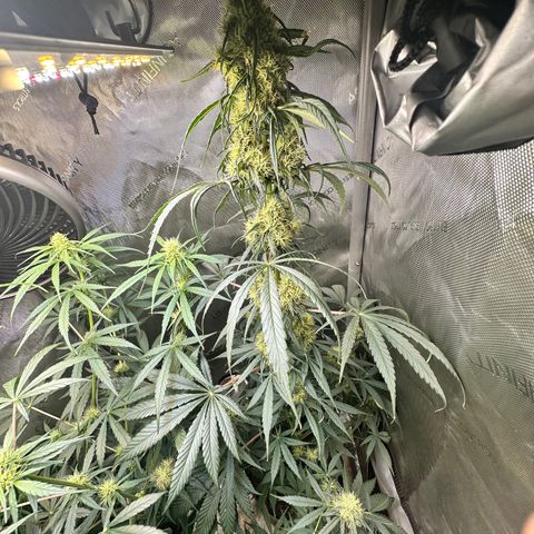 Maui Panama #2 growlog timeline photo