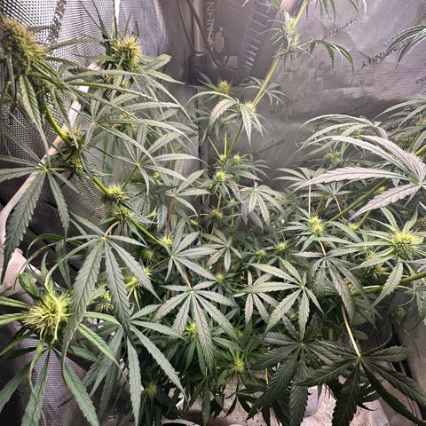 Maui Panama #3 growlog timeline photo