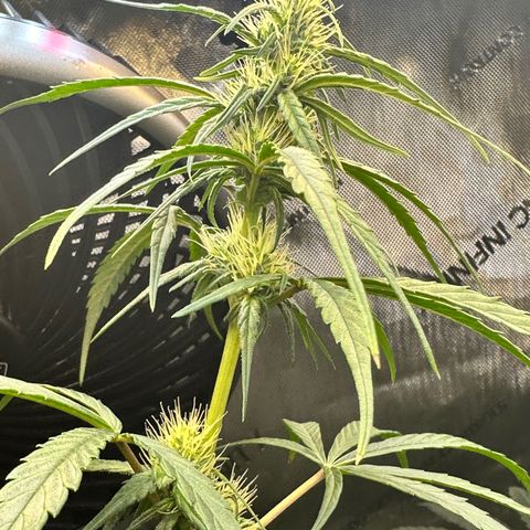 Maui Panama #3 growlog timeline photo