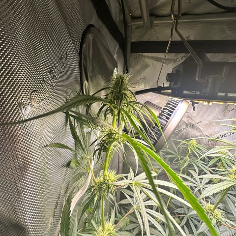 Maui Panama #3 growlog timeline photo