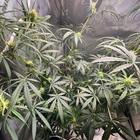 Maui Panama #3 growlog timeline photo