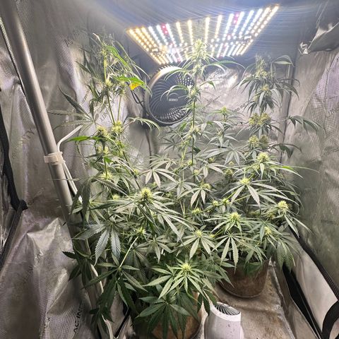 Maui Panama #3 growlog timeline photo