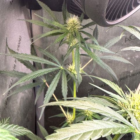 Maui Panama #3 growlog timeline photo