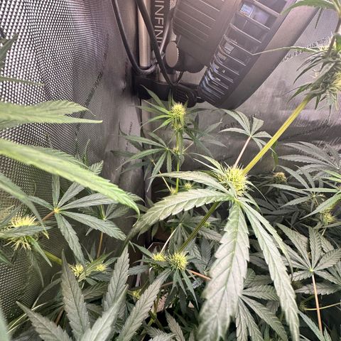 Maui Panama #3 growlog timeline photo