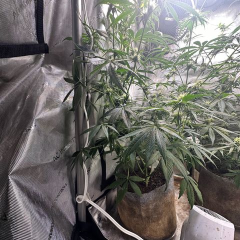 Maui Panama #3 growlog timeline photo