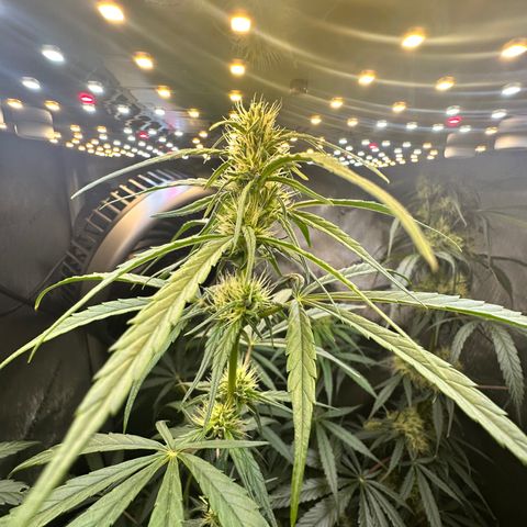 Maui Panama #3 growlog timeline photo