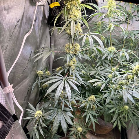 Maui Panama #2 growlog timeline photo