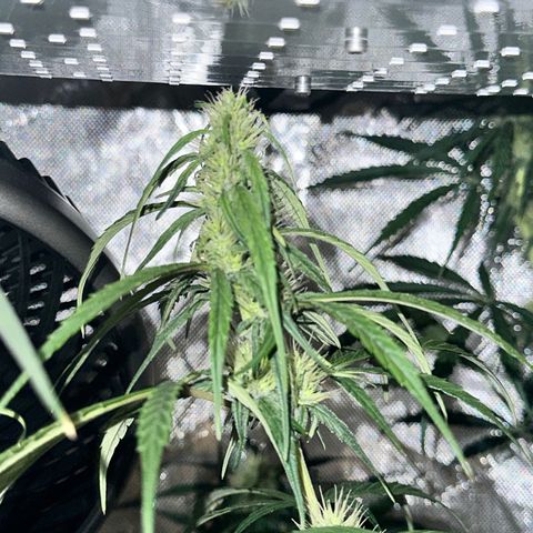 Maui Panama #2 growlog timeline photo