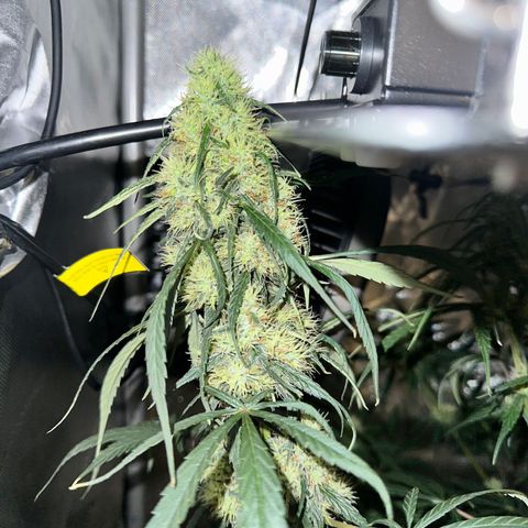 Maui Panama #2 growlog timeline photo