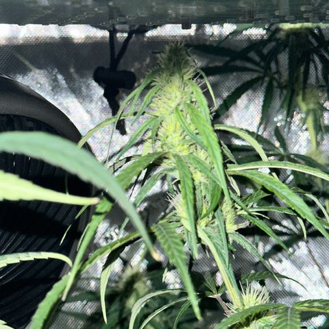 Maui Panama #2 growlog timeline photo