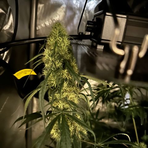 Maui Panama #2 growlog timeline photo