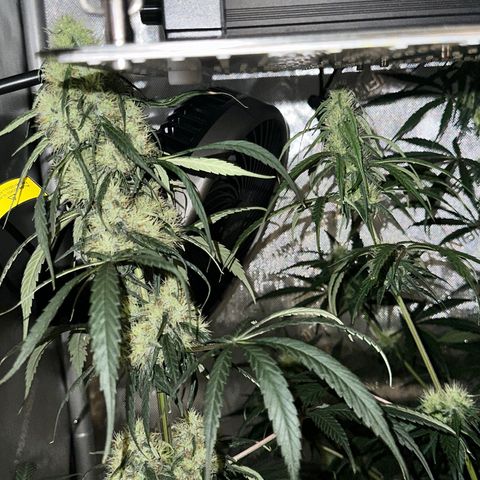 Maui Panama #2 growlog timeline photo