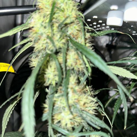 Maui Panama #2 growlog timeline photo
