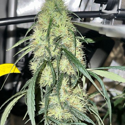 Maui Panama #2 growlog timeline photo