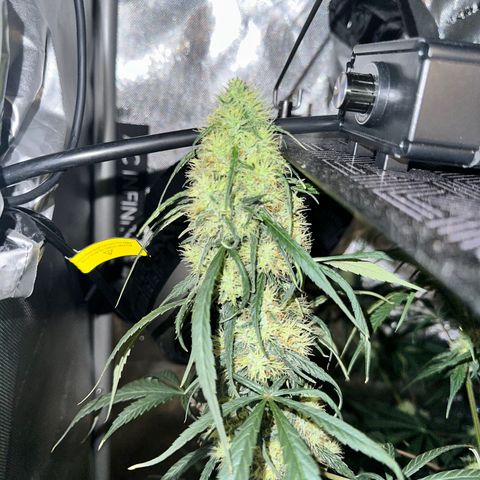 Maui Panama #2 growlog timeline photo
