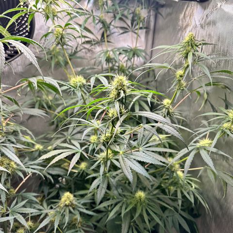 Maui Panama #3 growlog timeline photo