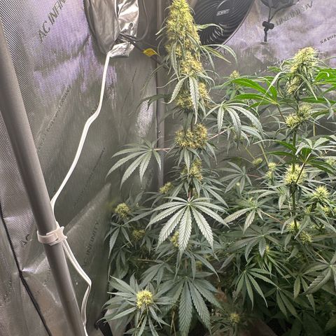 Maui Panama #2 growlog timeline photo