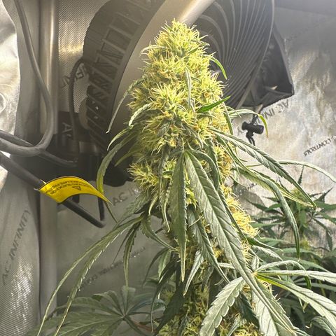 Maui Panama #2 growlog timeline photo