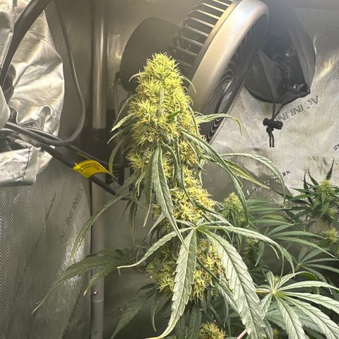 Maui Panama #2 growlog timeline photo