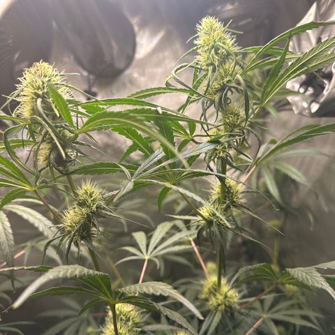 Maui Panama #3 growlog timeline photo