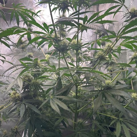 Maui Panama #3 growlog timeline photo