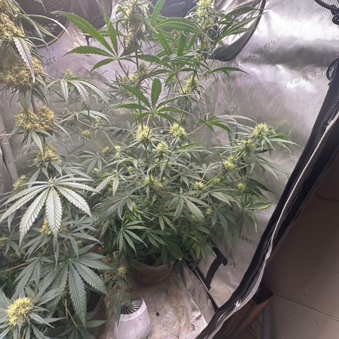 Maui Panama #3 growlog timeline photo