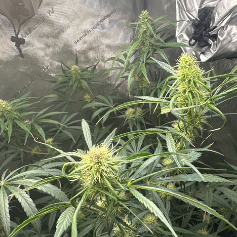 Maui Panama #3 growlog timeline photo