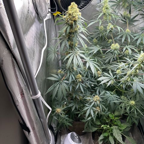 Maui Panama #2 growlog timeline photo