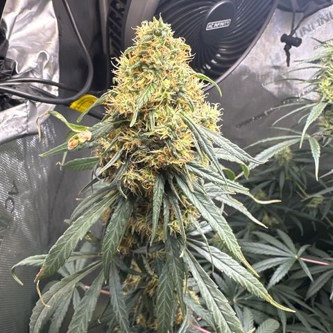 Maui Panama #2 growlog timeline photo